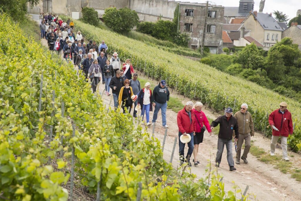 Vignoble champenois autour de Dormans